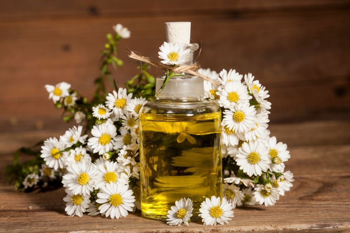 Chamomile essential oil and bouquet of chamomile flowers.