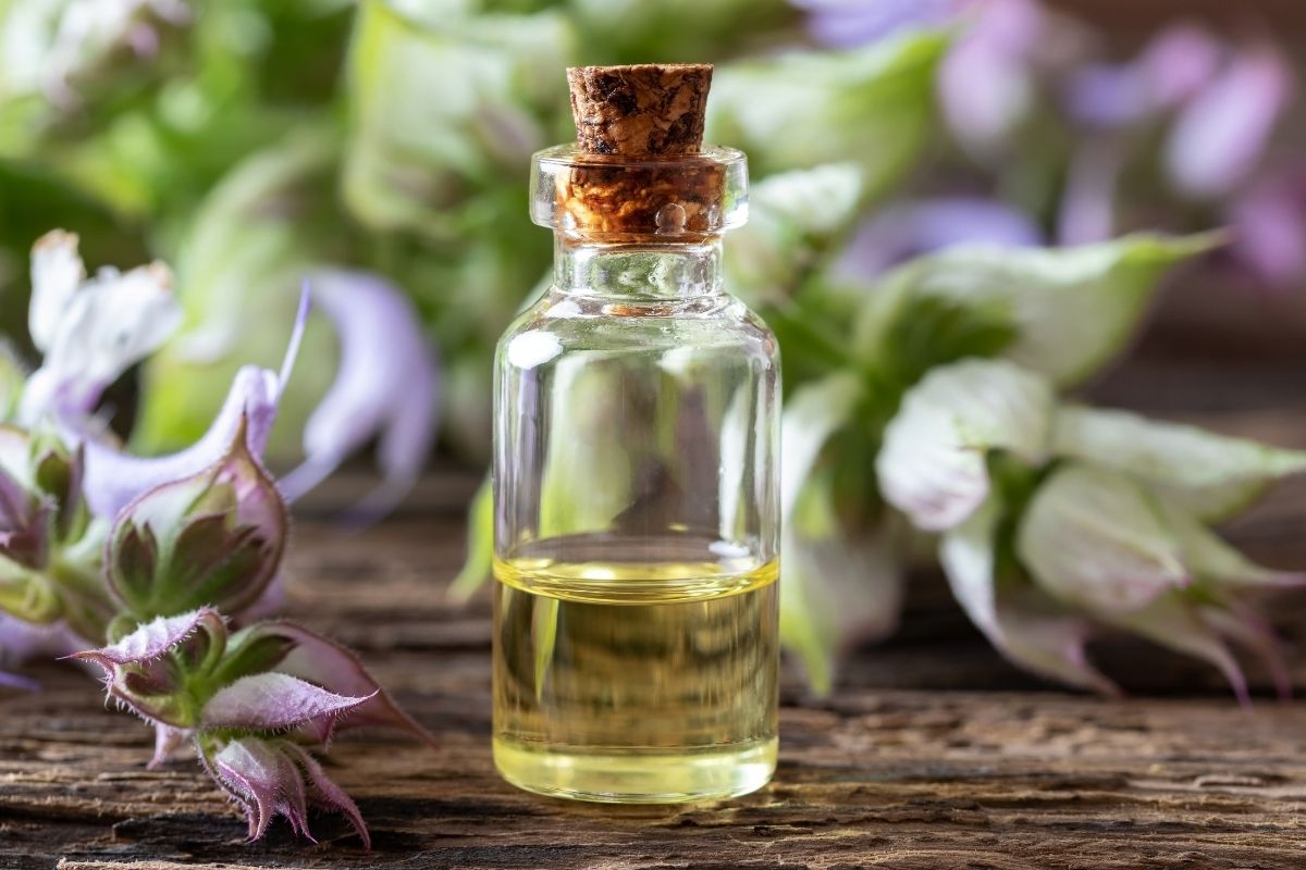 A bottle of clary sage essential oil with fresh clary sage.