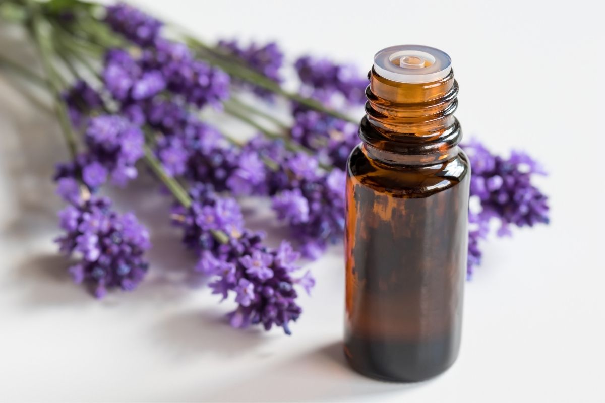 A bottle of lavender essential oil with fresh lavender.