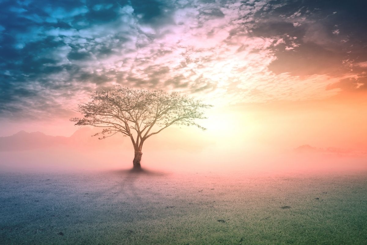 Silhouette alone tree on beauty meadow landscape wallpaper background.